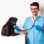 Quanto custa um plano de saúde pet? Veja quanto você gastaria com seu bichinho!